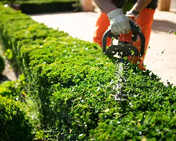 Hedge trimming services