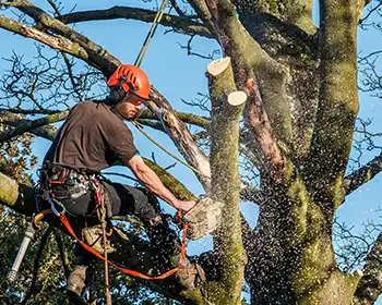 Tree felling services