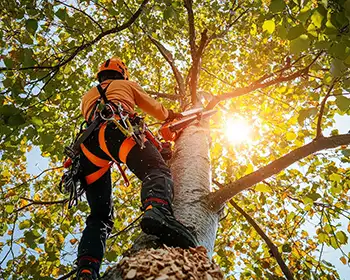 Tree surgery services